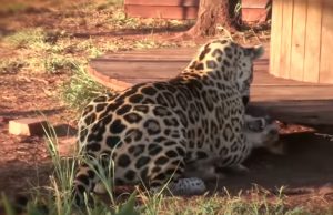 Jaguar, Dog, Jump, unlikely friends, friends, friendship, unbelievable,