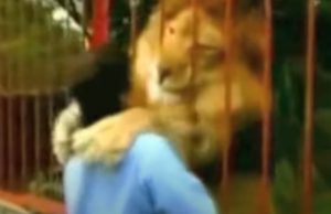 Lion, Rescuer, big cat, Rescue, amazing, friends, hug,