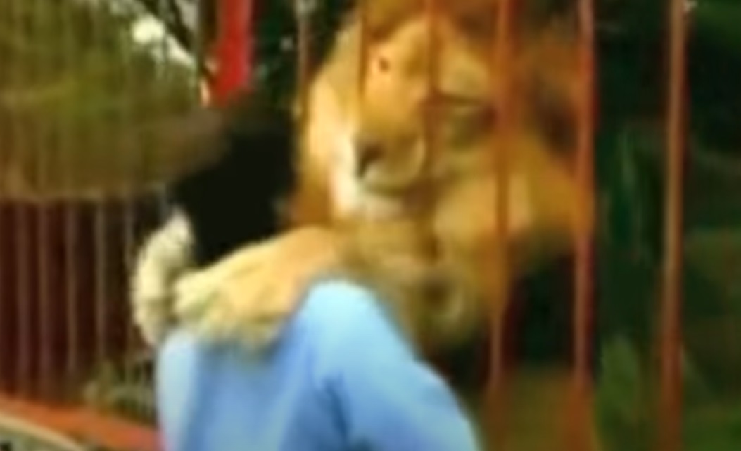 Lion, Rescuer, big cat, Rescue, amazing, friends, hug,