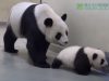 Baby Panda, Run Away, Naptime, Nap, time, Panda, Run, Baby, cute,