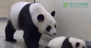 Baby Panda, Run Away, Naptime, Nap, time, Panda, Run, Baby, cute,