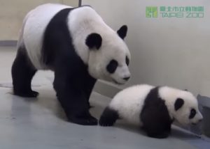 Baby Panda, Run Away, Naptime, Nap, time, Panda, Run, Baby, cute,
