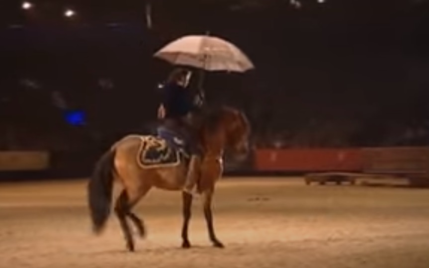 Horse, horse dances, dance, animals, sing, rain, song, amazing animals,