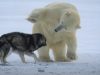 bear, dog, friends ,unlikely friendship, husky, snow, polar bear, weird event, best friend,