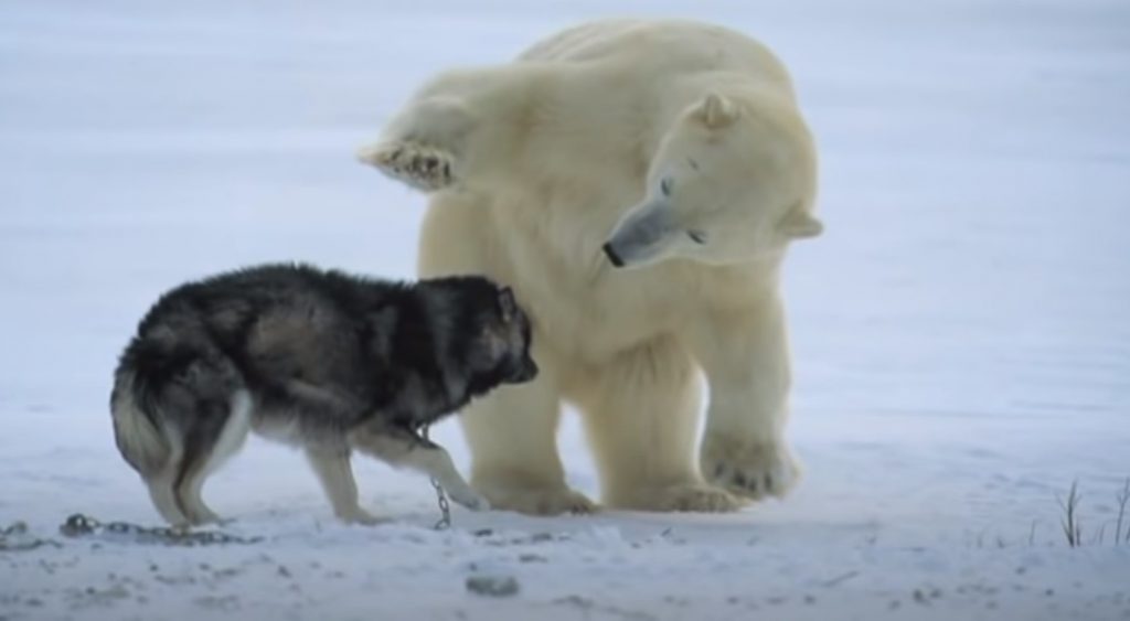 bear, dog, friends ,unlikely friendship, husky, snow, polar bear, weird event, best friend,
