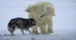 bear, dog, friends ,unlikely friendship, husky, snow, polar bear, weird event, best friend,