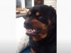 Dog, Mean Face, Face, funny, dad, rottweiler, puppy,