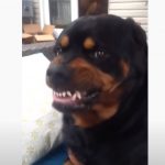 Dog Show His Mean Face