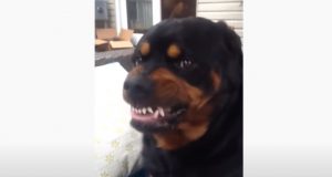Dog, Mean Face, Face, funny, dad, rottweiler, puppy,