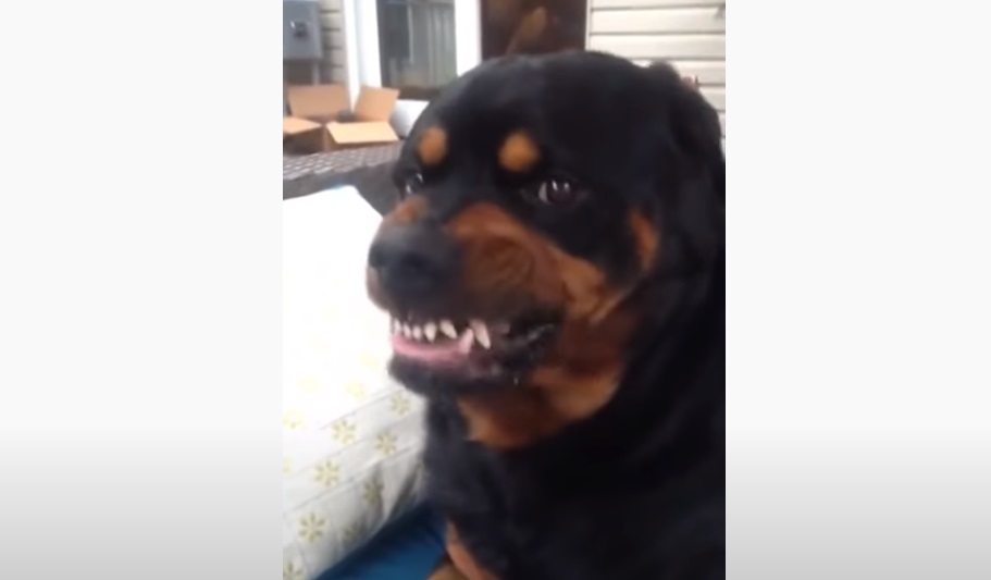 Dog, Mean Face, Face, funny, dad, rottweiler, puppy,
