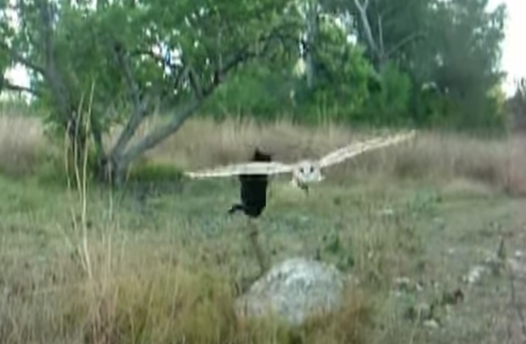 Cat, Owl, Food, unlikely friendship, friends, friendship, animals, weird,