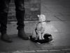 Stray Cat, Street Musician, Music, Street , Musician, stray pets, Cat, story, amazing, Touching, friends, homeless,