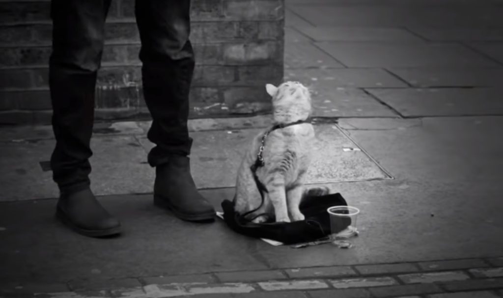 Stray Cat, Street Musician, Music, Street , Musician, stray pets, Cat, story, amazing, Touching, friends, homeless,
