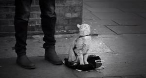 Stray Cat, Street Musician, Music, Street , Musician, stray pets, Cat, story, amazing, Touching, friends, homeless,