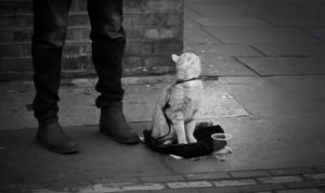 Stray Cat, Street Musician, Music, Street , Musician, stray pets, Cat, story, amazing, Touching, friends, homeless,