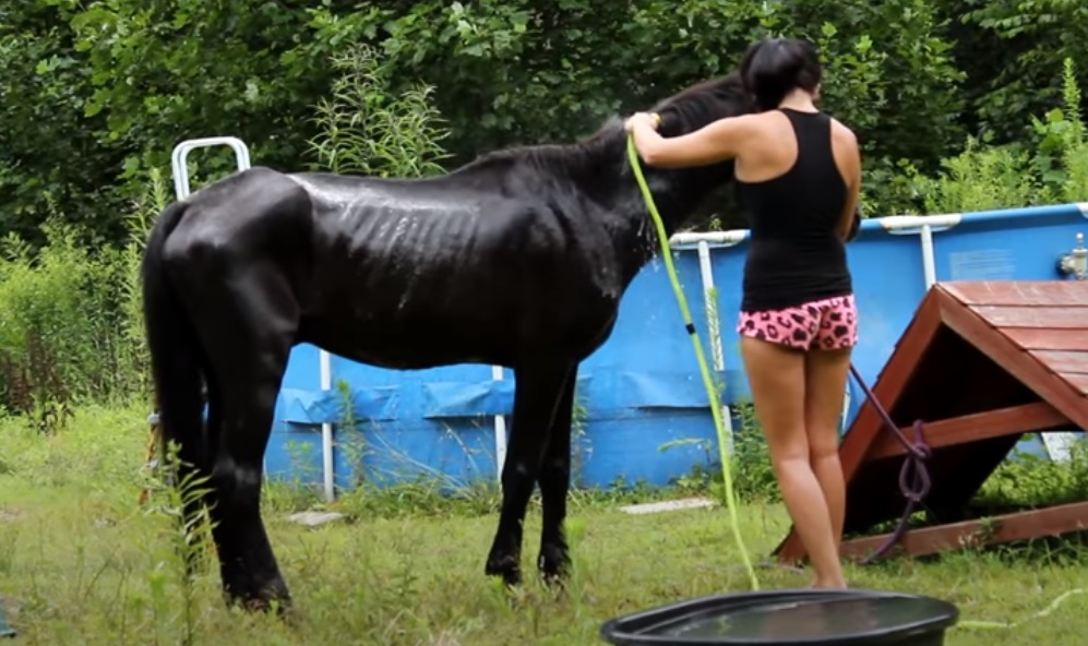 Abandoned Horse, rescue, Help, Horse, Abandoned, beggin, amazing story, animals,