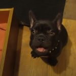 Mom Tells Her French Bulldog To Go To Bed