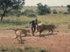 Suit-Wearing, Football, Wild Lion, Wild, Lion, Suit, amazing, trending, Forest, fashion, ad,