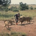 Suit-Wearing Plays Football With Wild Lions