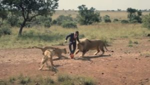 Suit-Wearing, Football, Wild Lion, Wild, Lion, Suit, amazing, trending, Forest, fashion, ad,