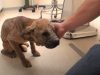 Blind Pup, Euthanized, Puppy, dog, rescue story, inspiring, trending,