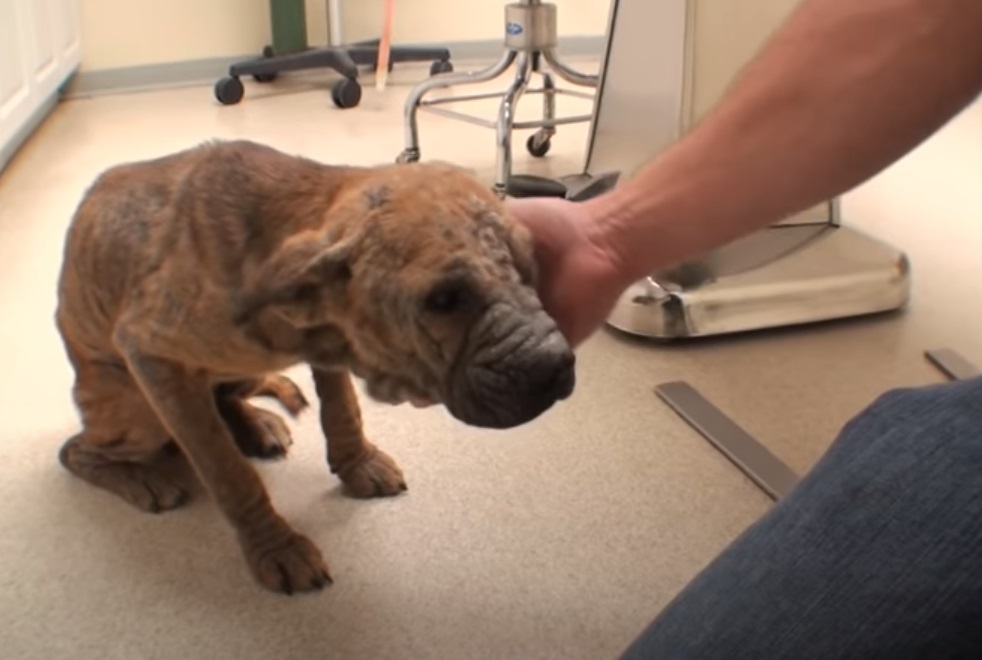 Blind Pup, Euthanized, Puppy, dog, rescue story, inspiring, trending,