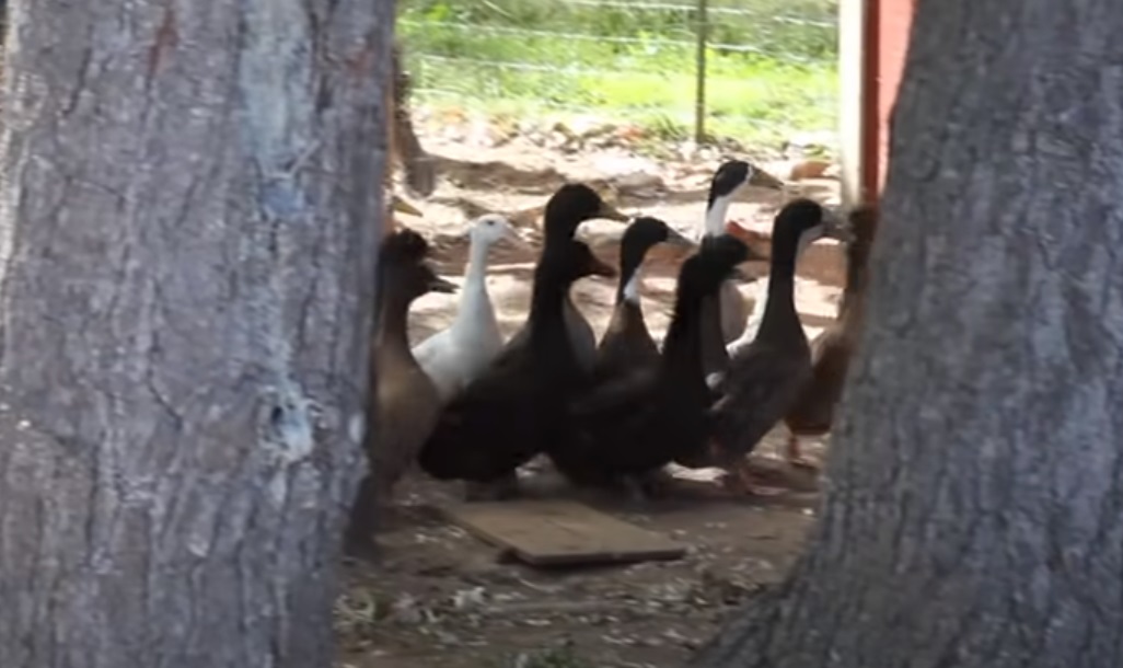 Ducks, swimming, freedom, birds, happy, beautiful, animals, trending,