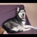 Video thumbnail for youtube video 2eqxz47opwo