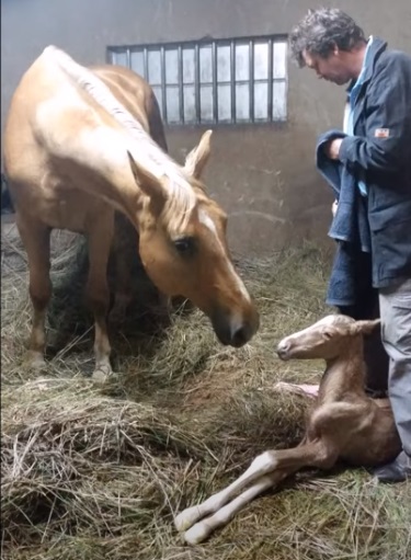 Horse, Gave Birth, Beautiful Foal, foal, Miracle, Birth,