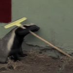 Escaping Honey Badger