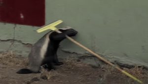 Honey Badger ,Kept ,Escaping, He Set Up ,A Camera,camera,smart animals,genius animals,video,cute
