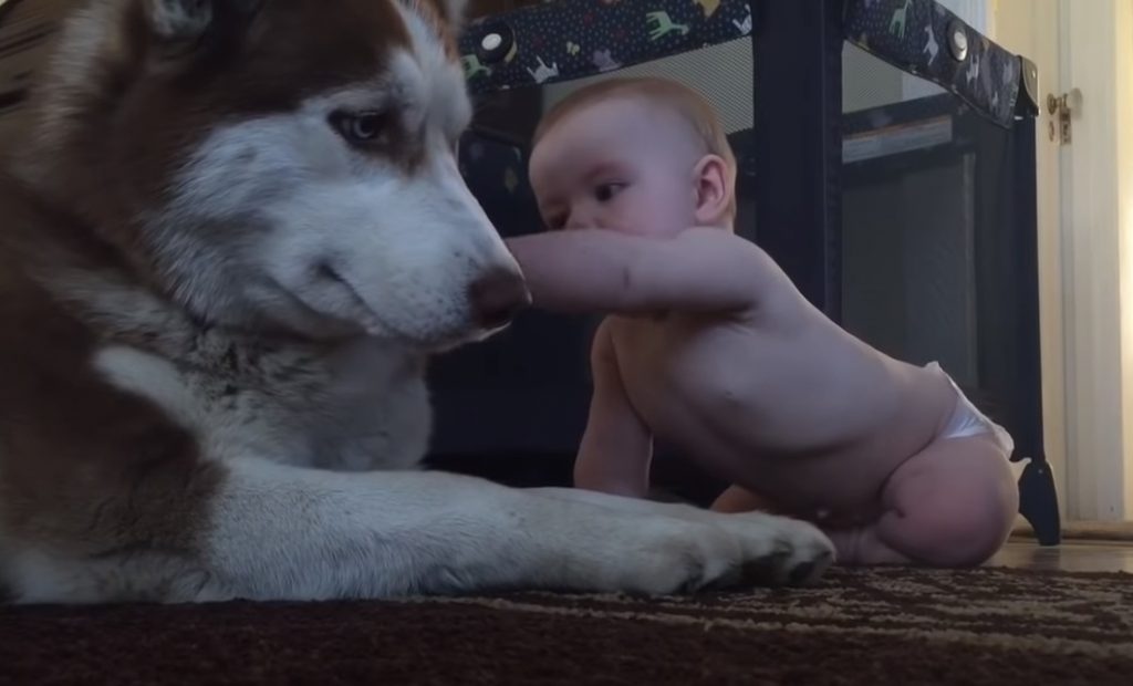 Husky, Act Tough In Front Of ,The Baby,baby,babies,cute baby,cute dog,cute video,video