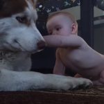 Husky Act Tough In Front Of The Baby