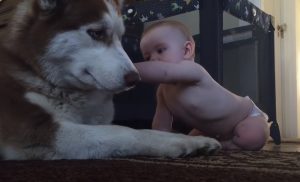 Husky, Act Tough In Front Of ,The Baby,baby,babies,cute baby,cute dog,cute video,video
