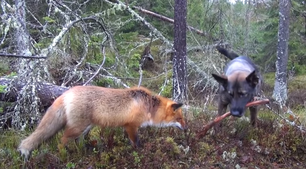 I Was Scared When, The Fox, Snuck Up On ,This Dog,dog,fox,scare,snuck,animals video