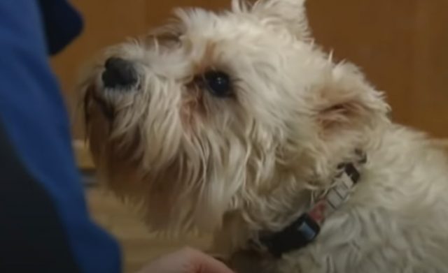 Dog Sneaking Into Hospital: AmazingPandph