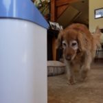 Genius envention every dog need it