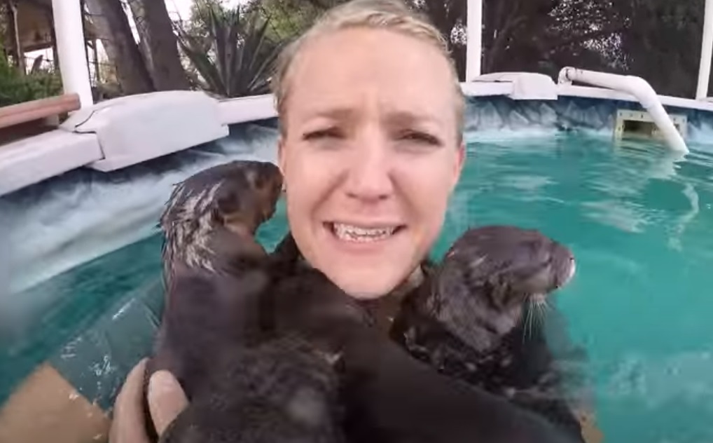 Swimming, pool, adorable, creatures, Swim, amazing, cuteness, Otter,