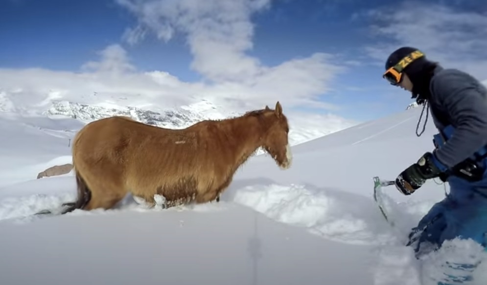 Horse, Freezing, Snow, rescue, snowboarder, snowboard, cold, amazing, Story,