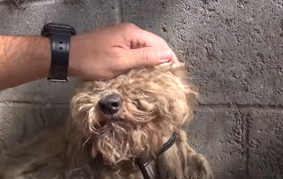 car, Poodle, stray dog, rescue, dog, HopeForPaws, transformation,