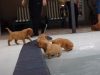Puppies, Pool, Golden Retriever, Retriever, Golden, Swim, Swimming pool, adorable, sweet,