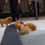 Pool Party for Golden Retrievers