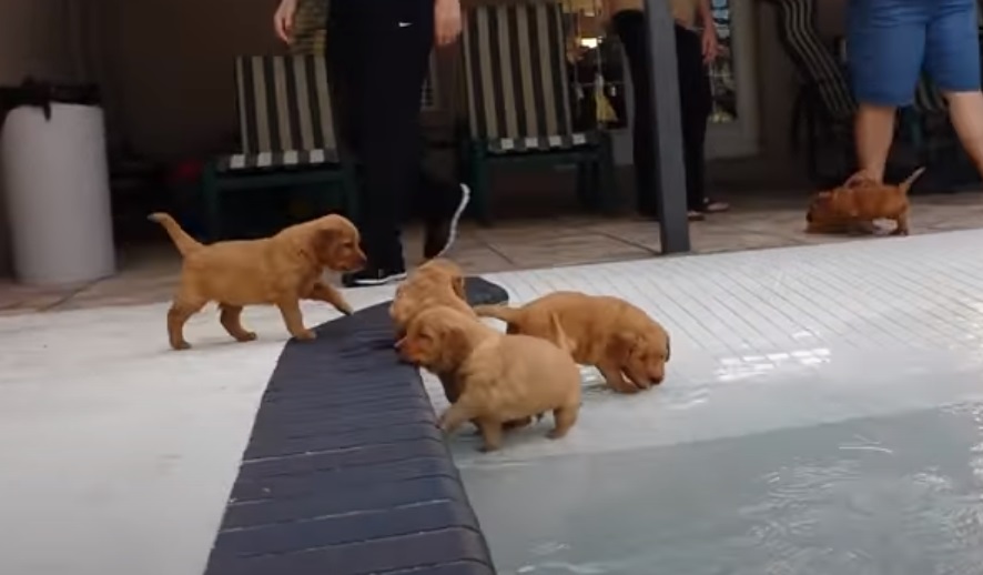 Puppies, Pool, Golden Retriever, Retriever, Golden, Swim, Swimming pool, adorable, sweet,