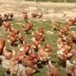 Impressive Free-Range Chickens