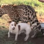 Unlikely friendship between Jaguar and Dog