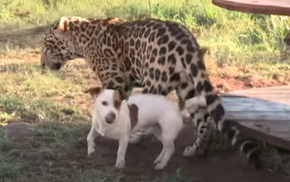 Jaguar, Dog, Jump, unlikely friends, friends, friendship, unbelievable,