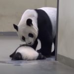 Baby Panda Tries To Run Away From Naptime
