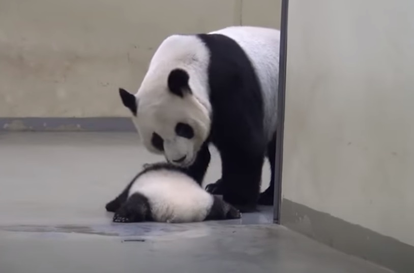 Baby Panda, Run Away, Naptime, Nap, time, Panda, Run, Baby, cute,