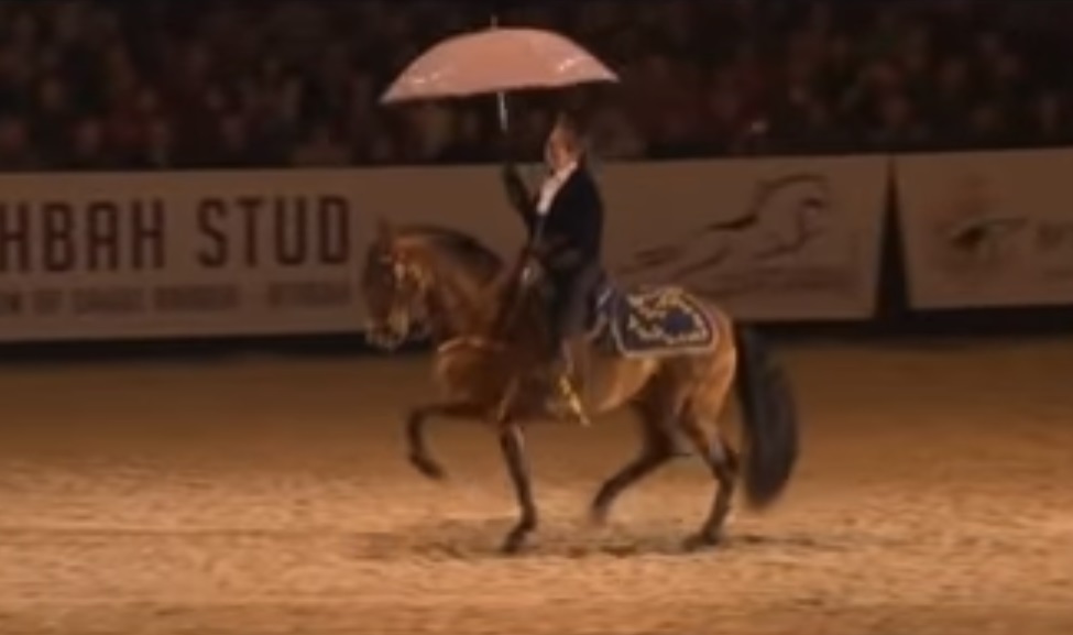 Horse, horse dances, dance, animals, sing, rain, song, amazing animals,