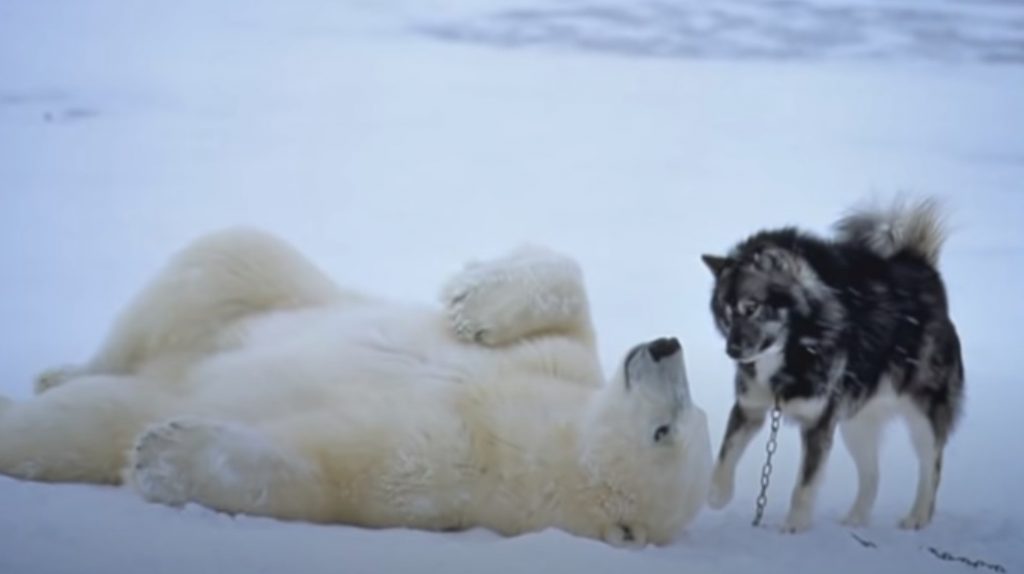 bear, dog, friends ,unlikely friendship, husky, snow, polar bear, weird event, best friend,